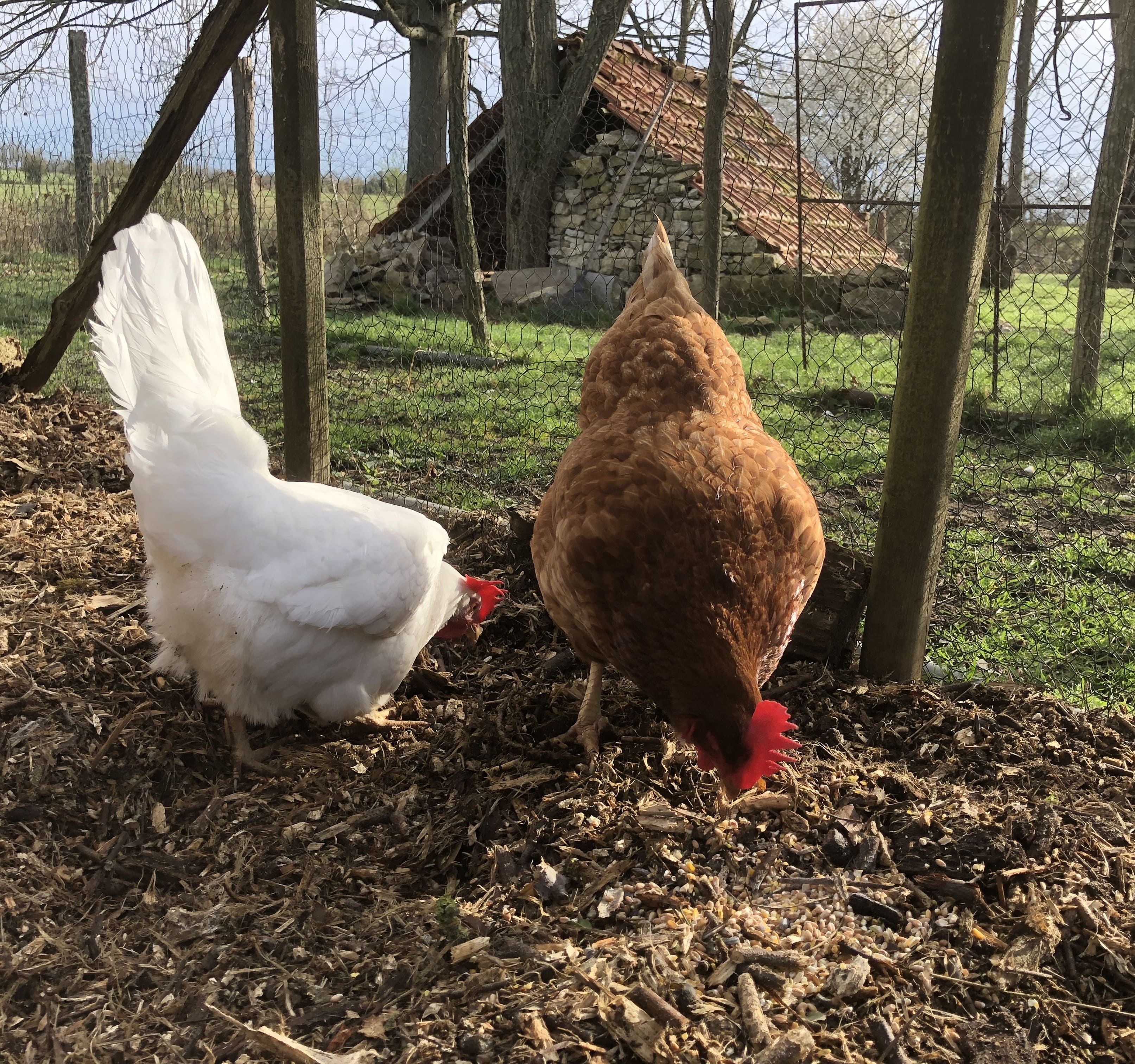 aperçu de la création pour Accueillir des poules