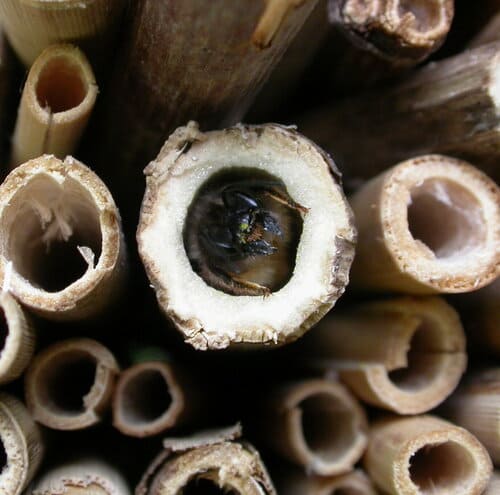aperçu de la création pour Aménager son jardin pour préserver la biodiversité