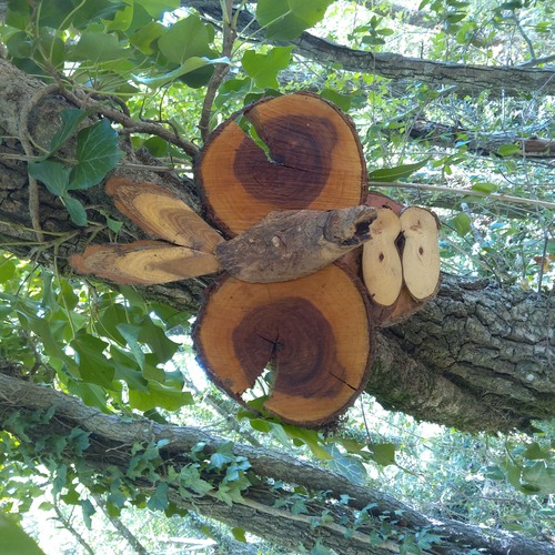 aperçu de la création pour Têtes de bois